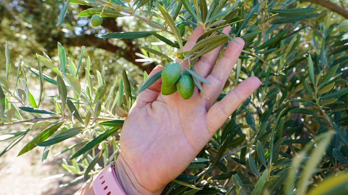 Španělské olivy už tak zdražily, že se začaly krást